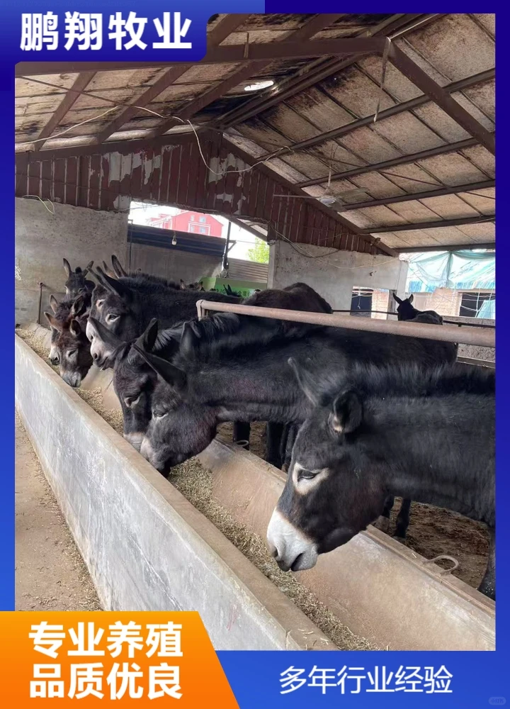 鹏翔牧业宠物炉