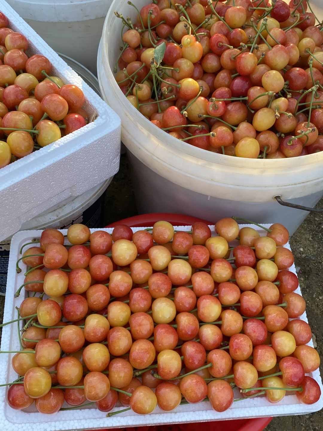 ?黄蜜大樱桃可以发省外啦～顺丰空运✈️