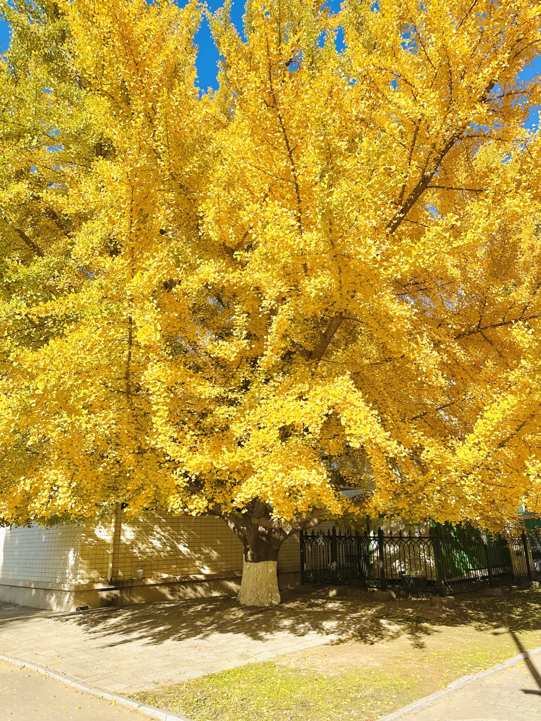 11.13实况｜天呐❗️农展馆银杏还美在巅峰‼️