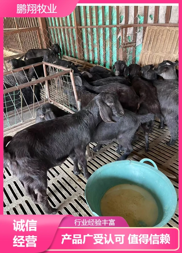 鹏翔牧业美国白山羊