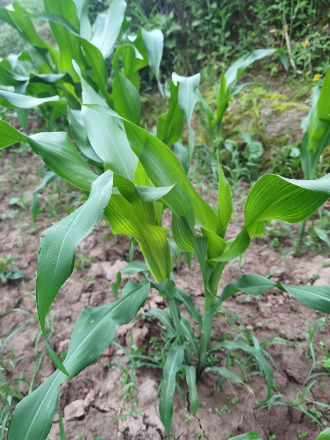 大家来猜猜这些分别是什么农作物