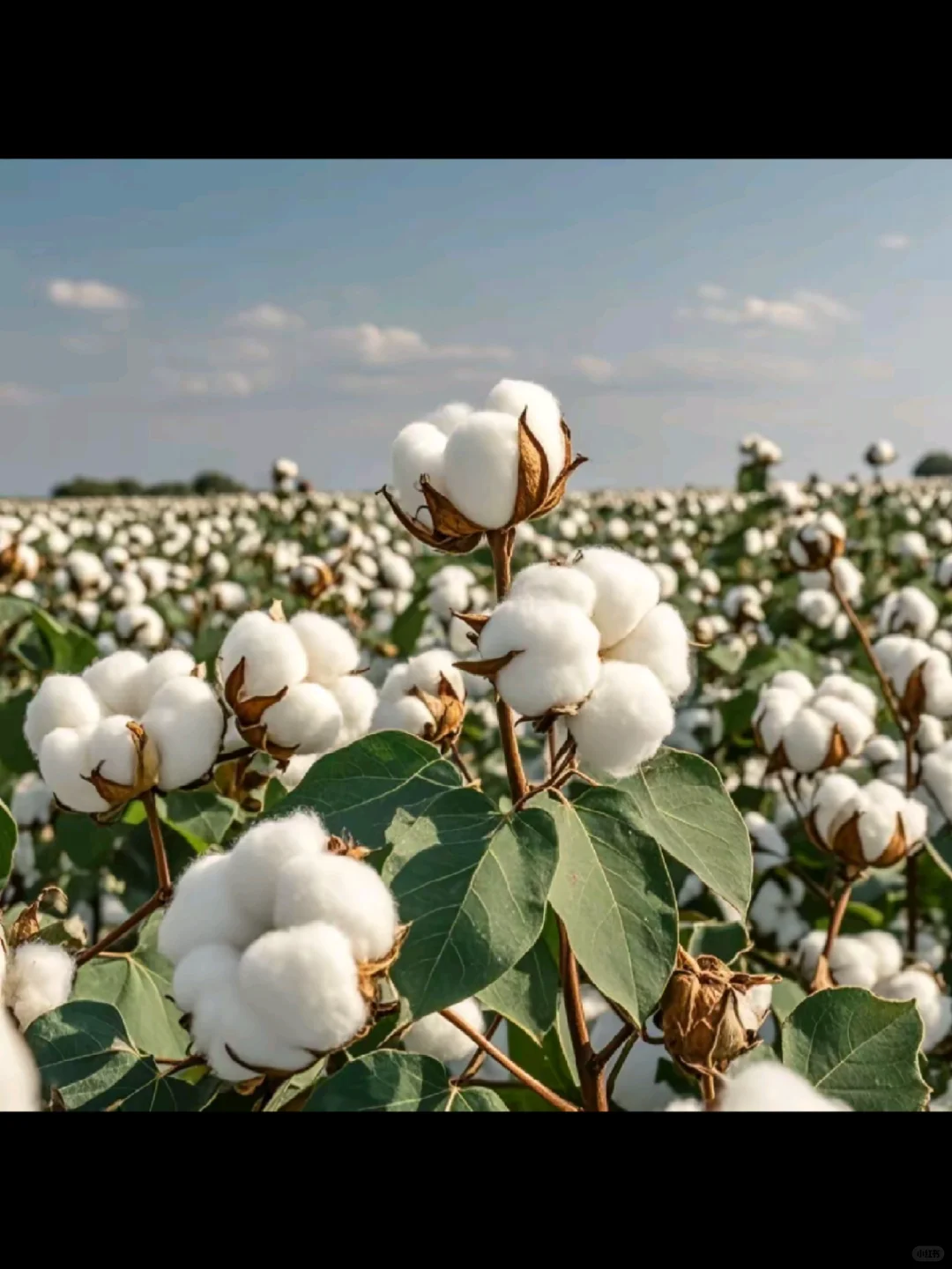 新疆棉花就是好