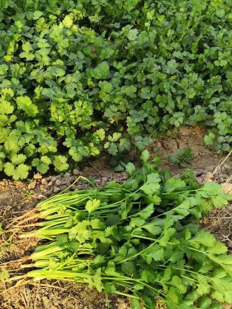 9月种菜黄金期，种上这些，秋冬不愁没菜吃