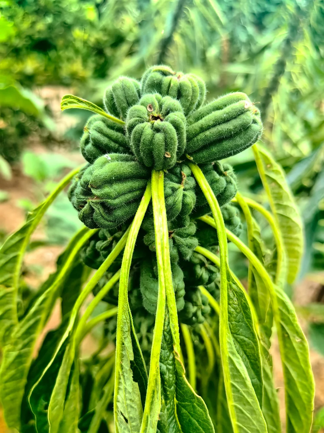 经常在吃 但你认得出几个？??