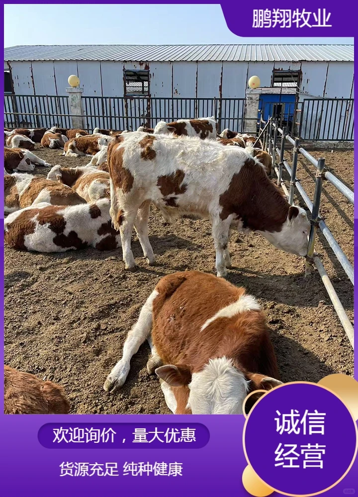 鹏翔牧业活牛