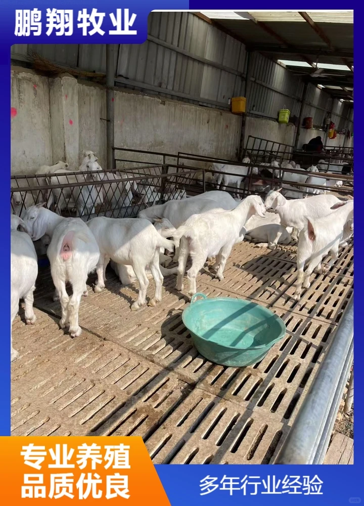 鹏翔牧业杜泊绵羊