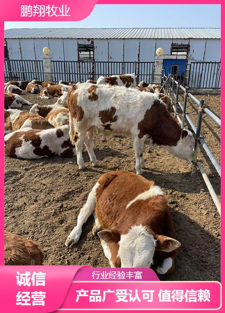 鹏翔牧业公牛