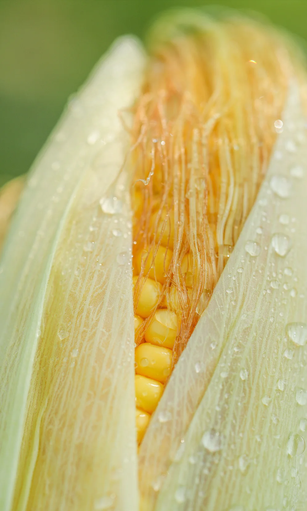 治愈能量站✨一些有生命力的玉米