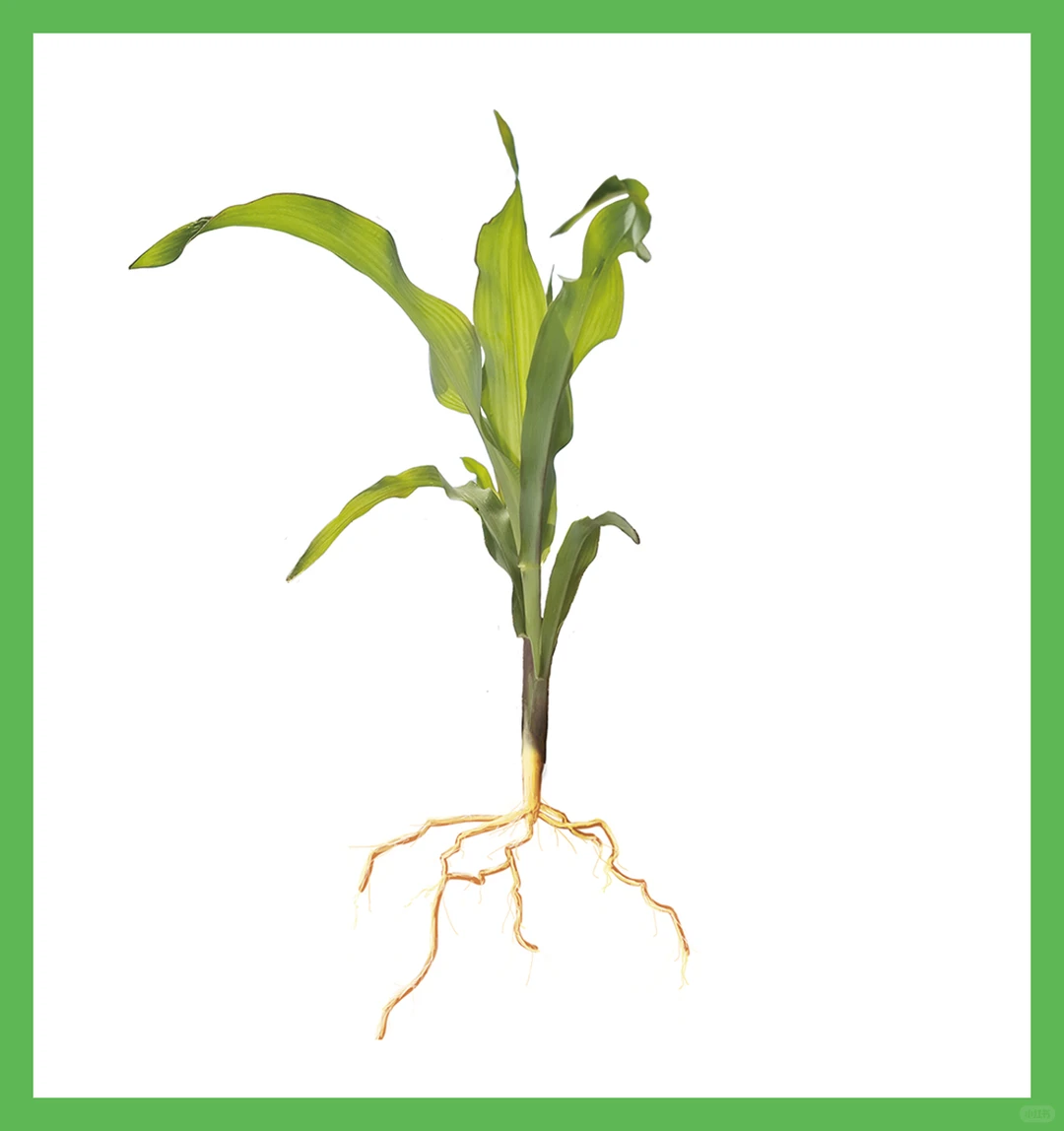 植物素材9-玉米、大豆成长周期序列卡