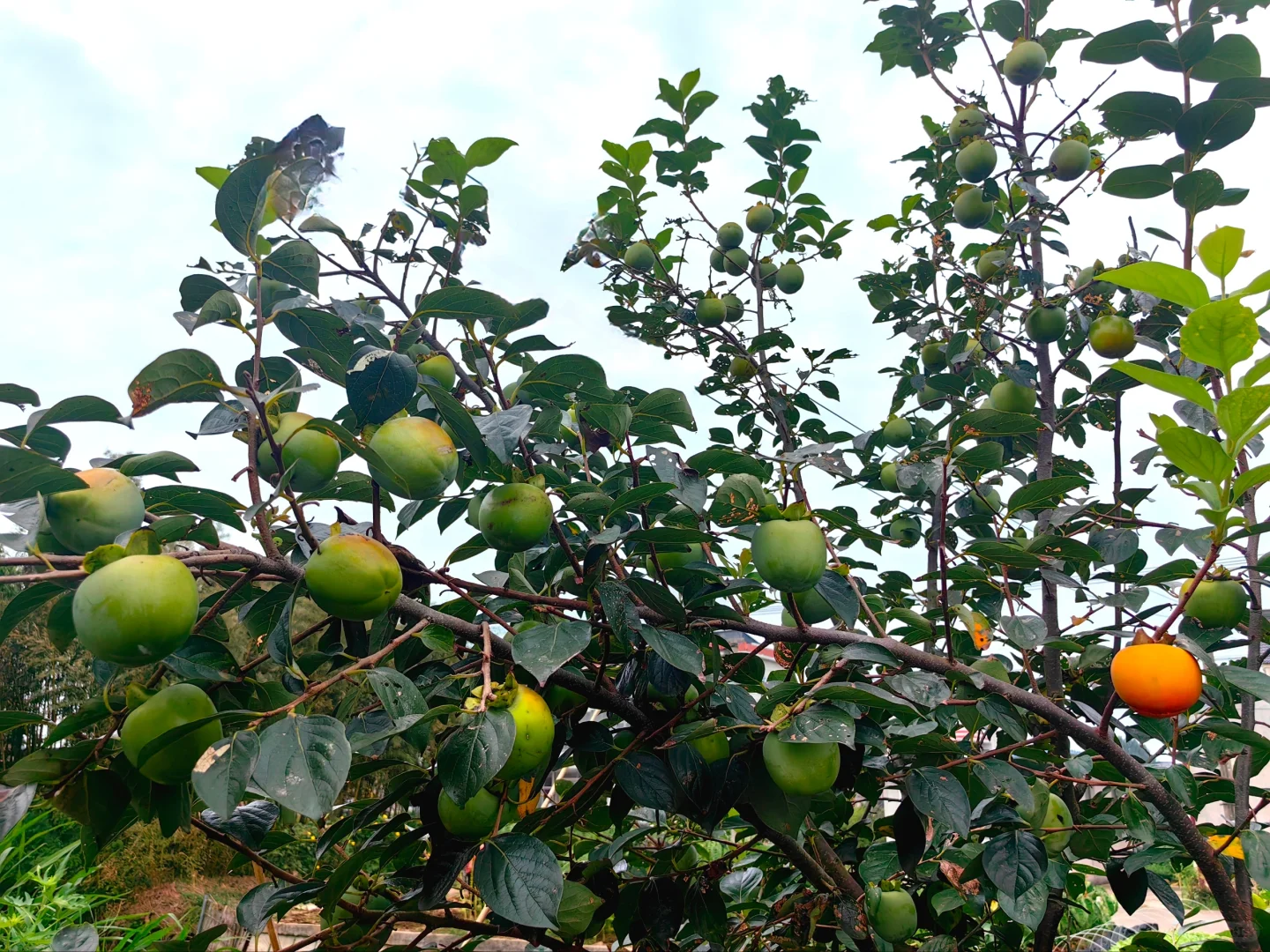 经常在吃 但你认得出几个？??