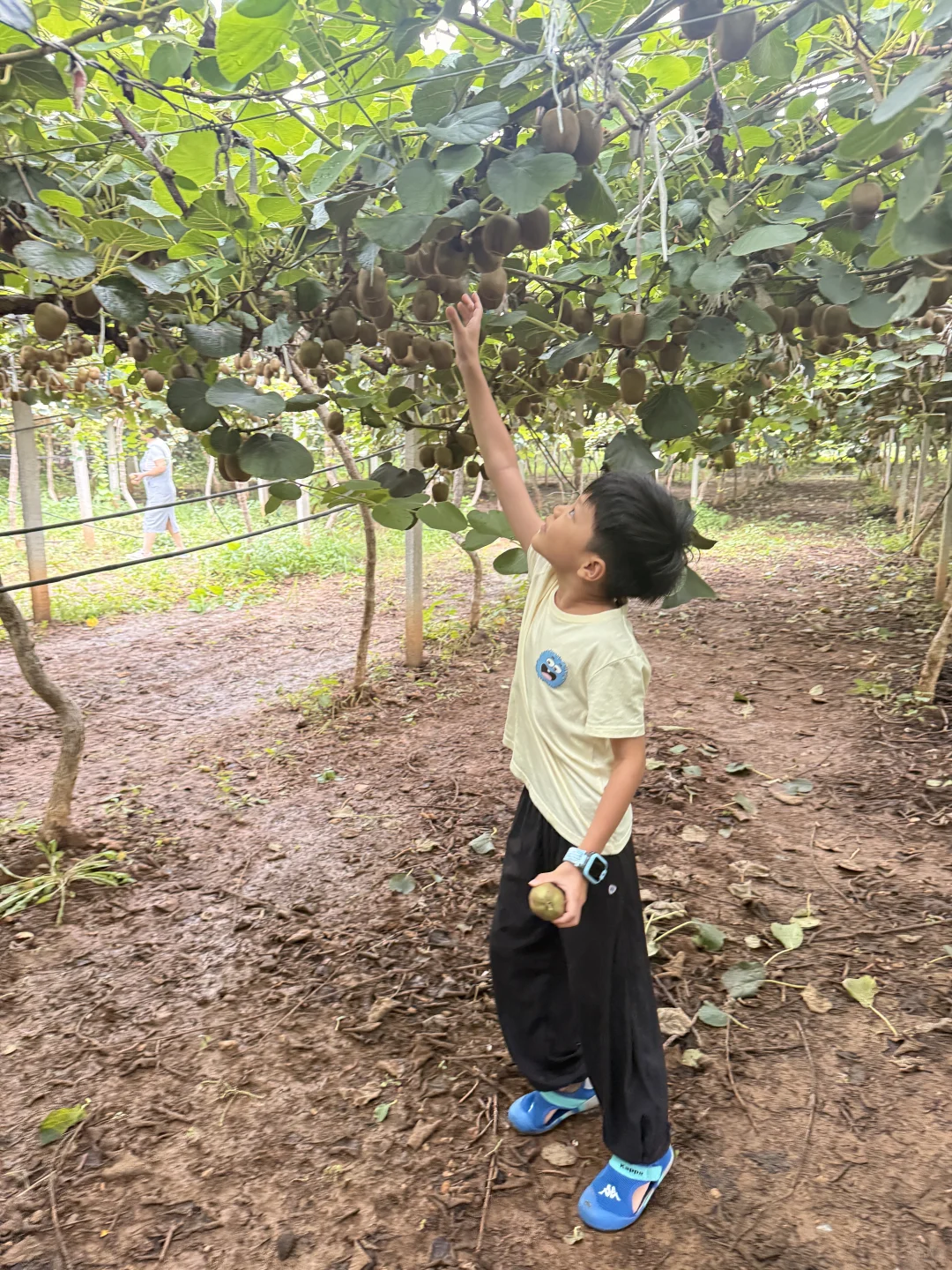 周末带娃来南山摘猕猴桃?