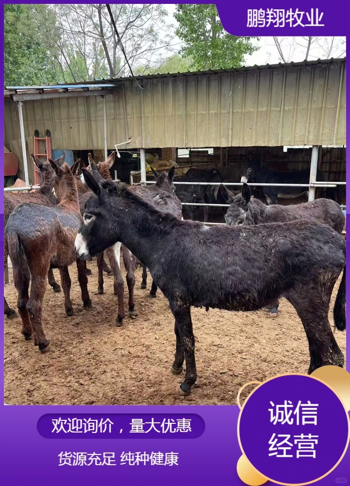鹏翔牧业德州驴