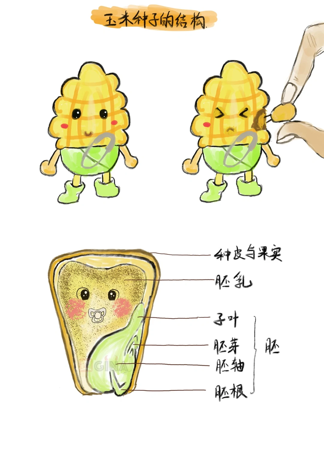 玉米的一些小知识