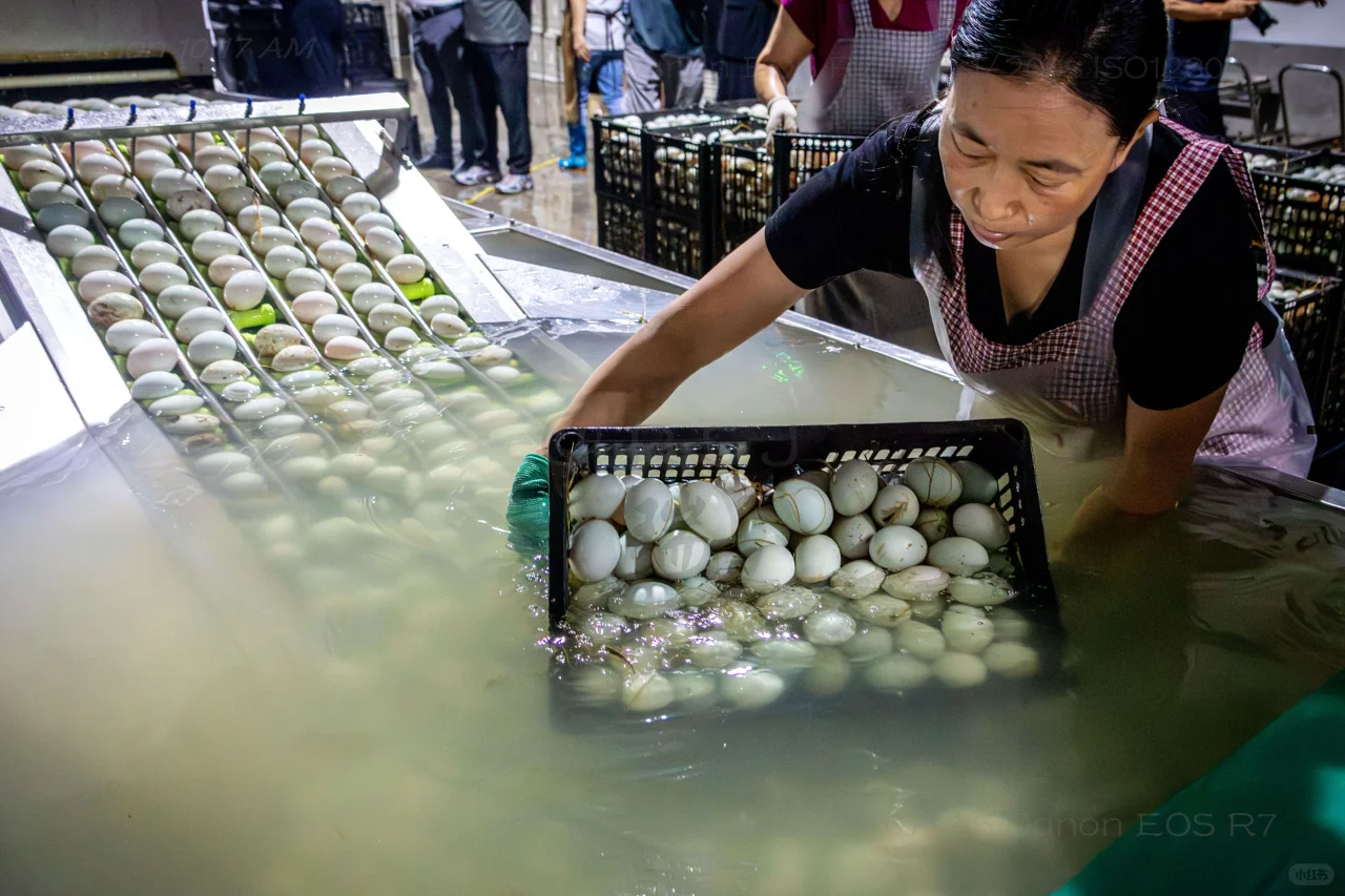 滑县牛屯镇：小鸭蛋做成大产业丨河南安阳