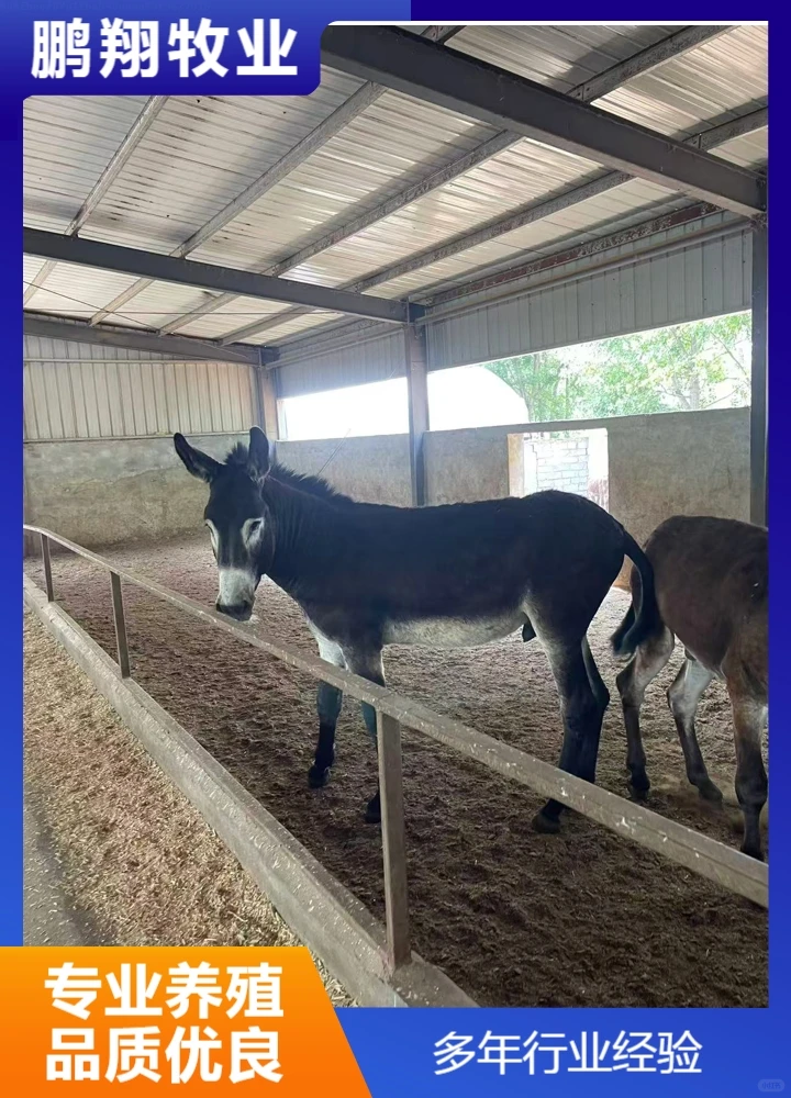 鹏翔牧业驴