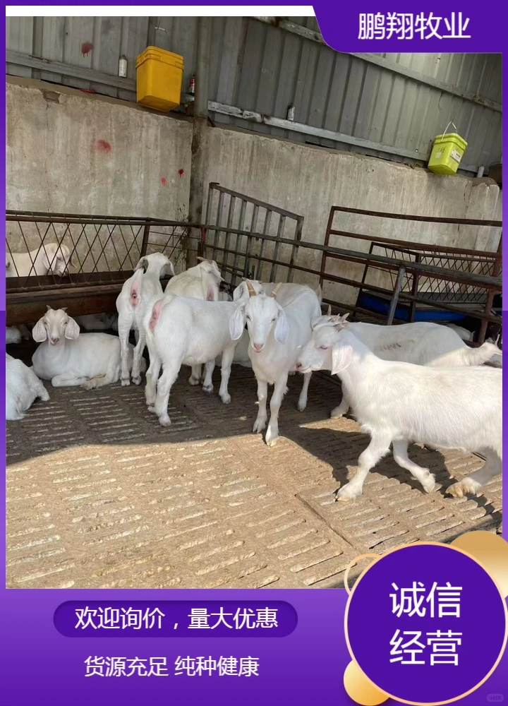 鹏翔牧业长毛绒山羊