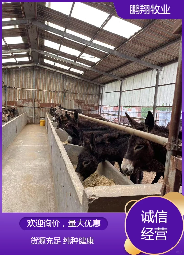 鹏翔牧业德州驴