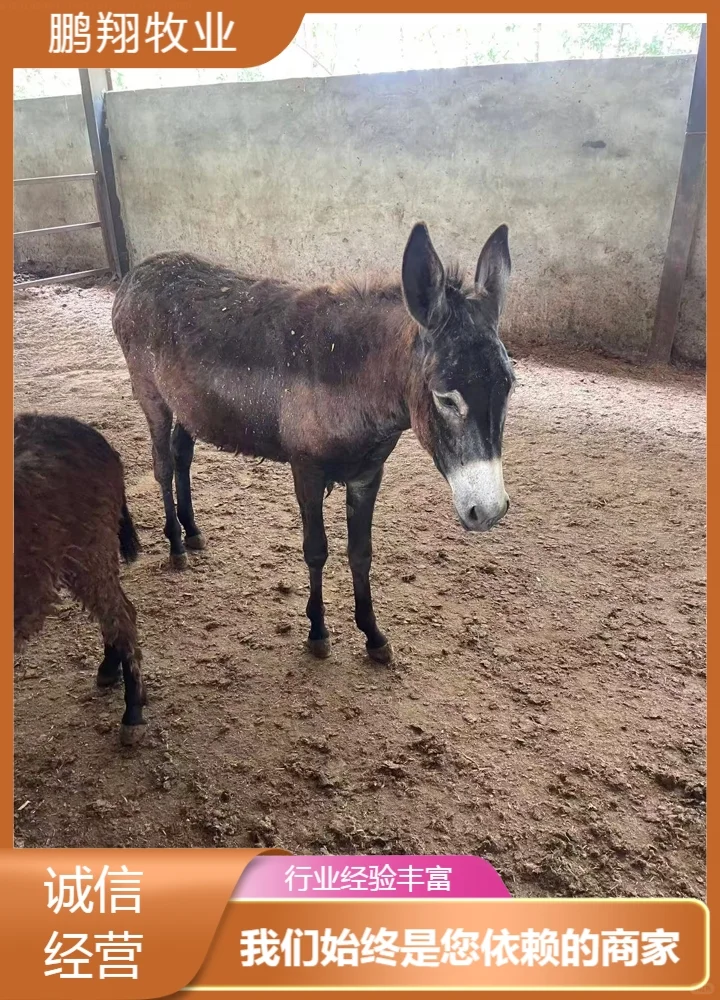 鹏翔牧业三粉驴