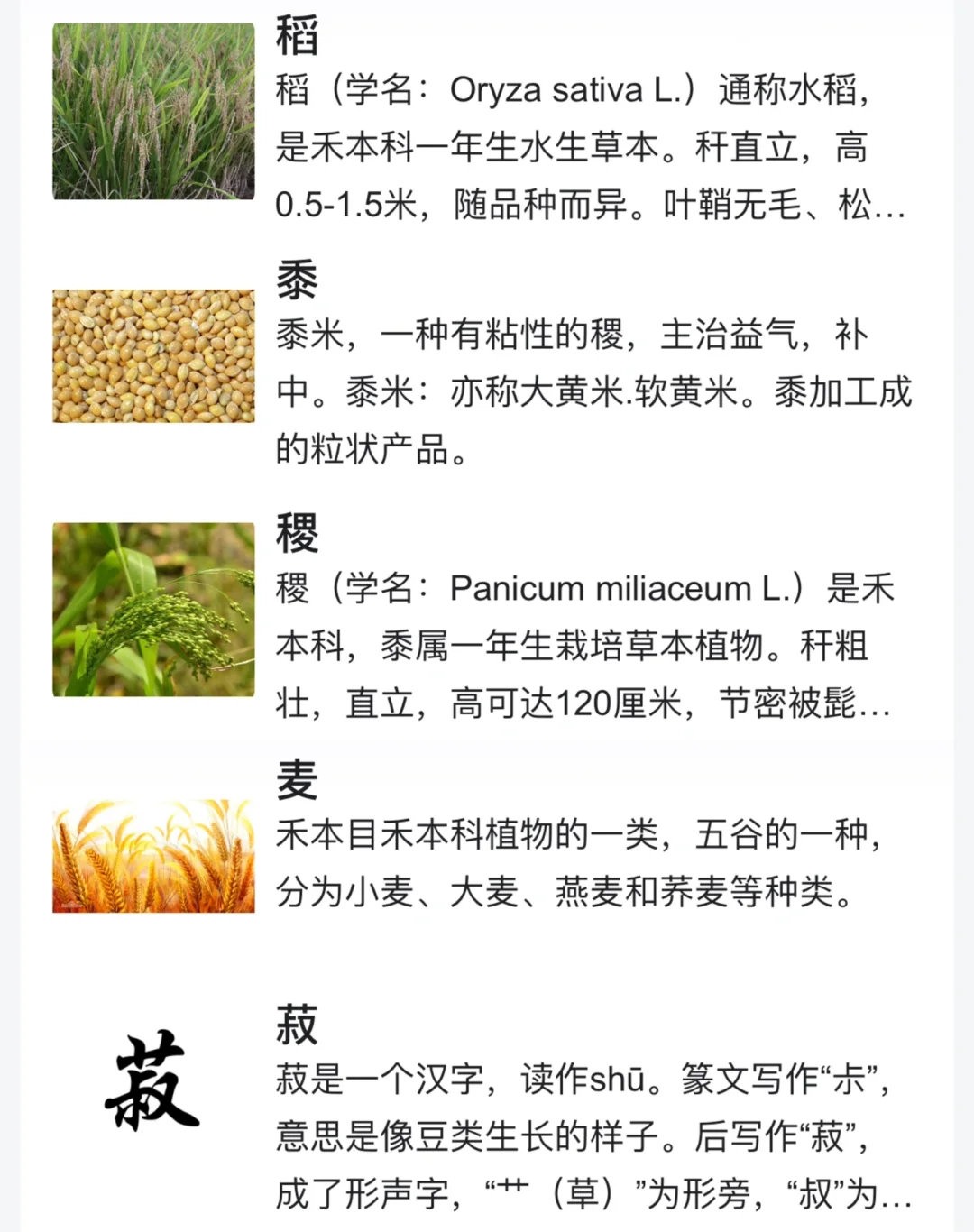 识五谷｜稻黍稷麦菽你还傻傻分不清吗？