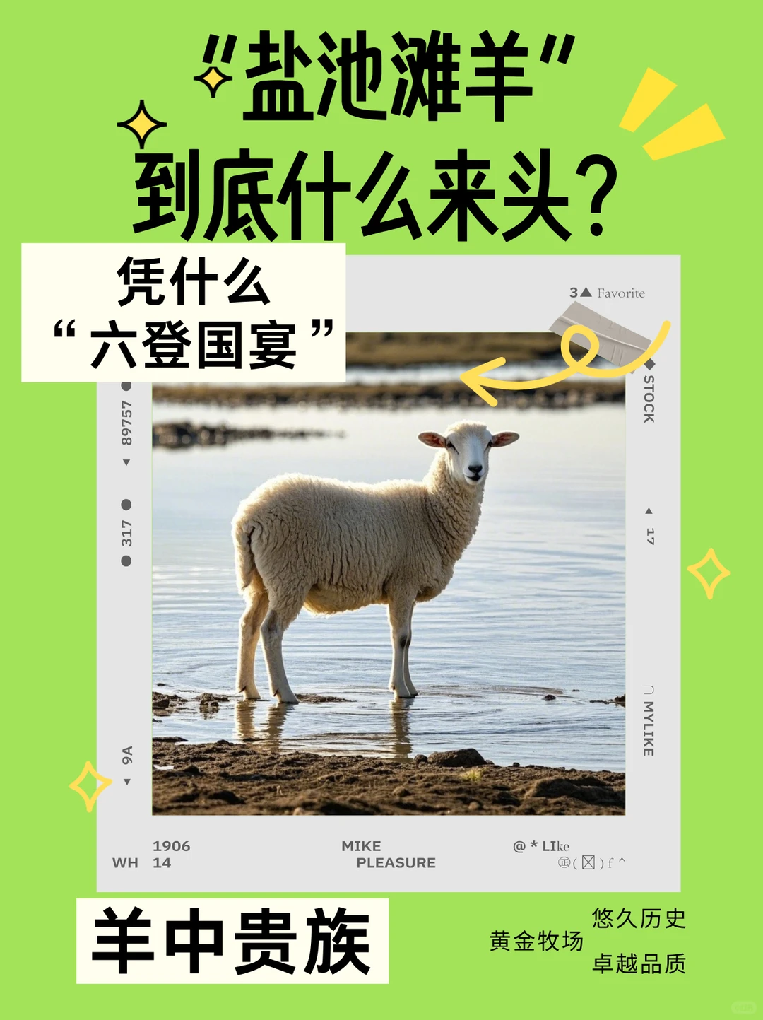  国宴抢着用的“盐池滩羊”到底什么来头？