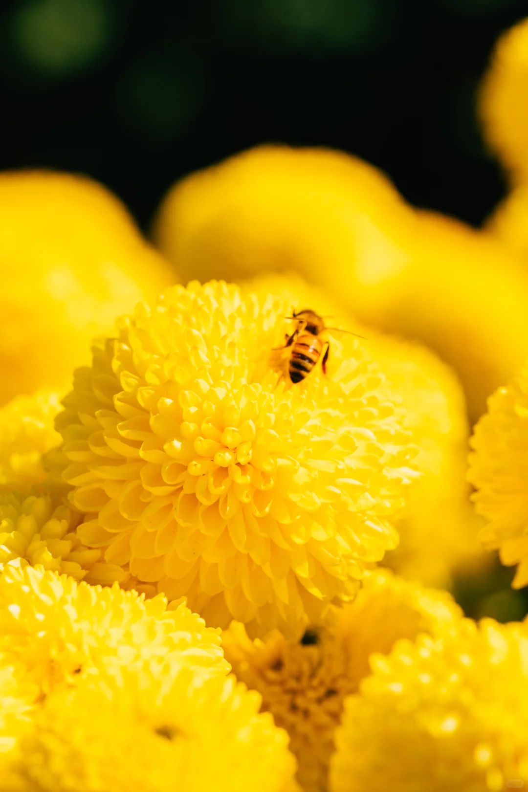 为什么非要去皖南，皖南到底有谁在啊？！