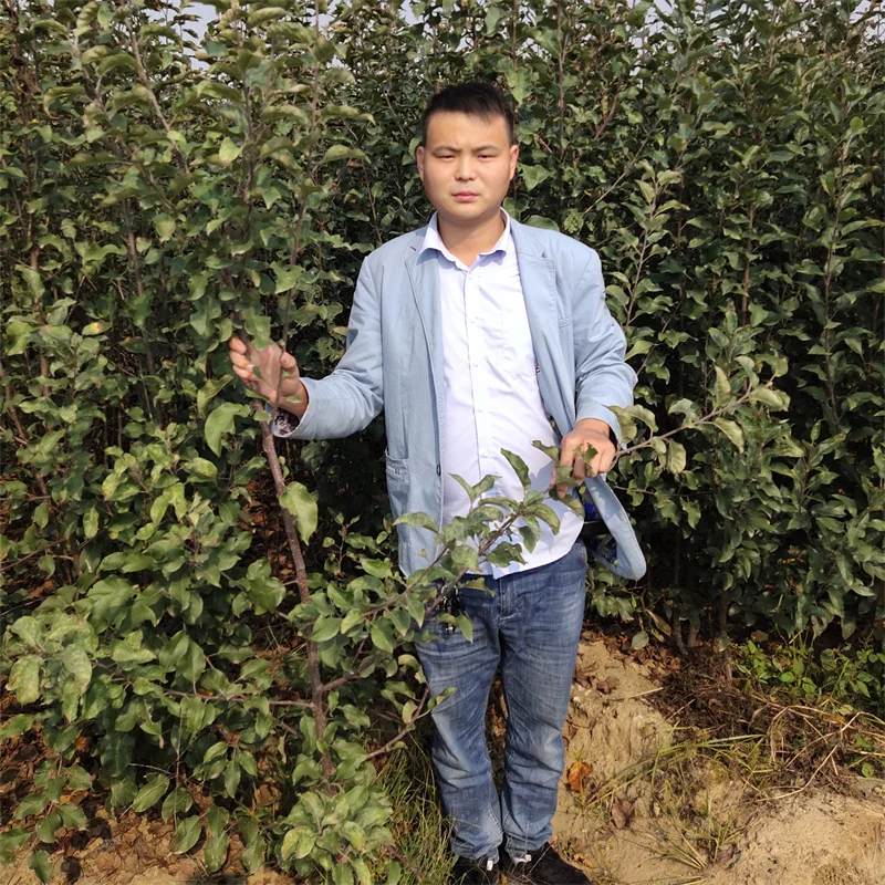 大棚香椿苗：探秘高端品种的种植效益