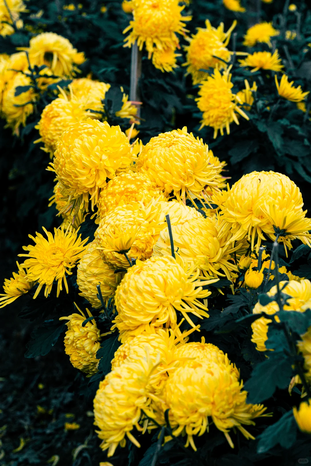 橫心岭:不是花中偏爱菊，此花开尽更无花
