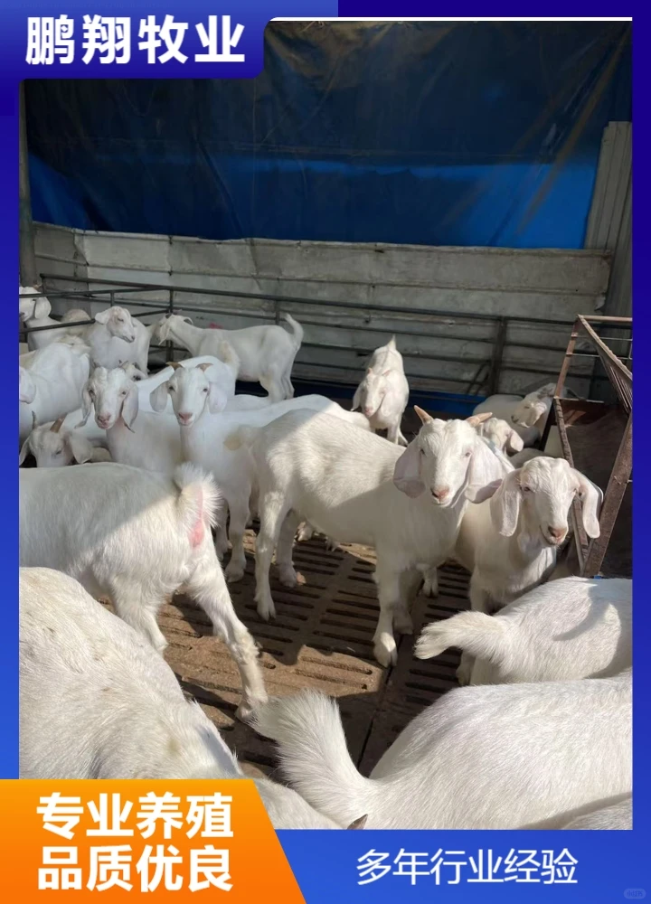 鹏翔牧业种公羊