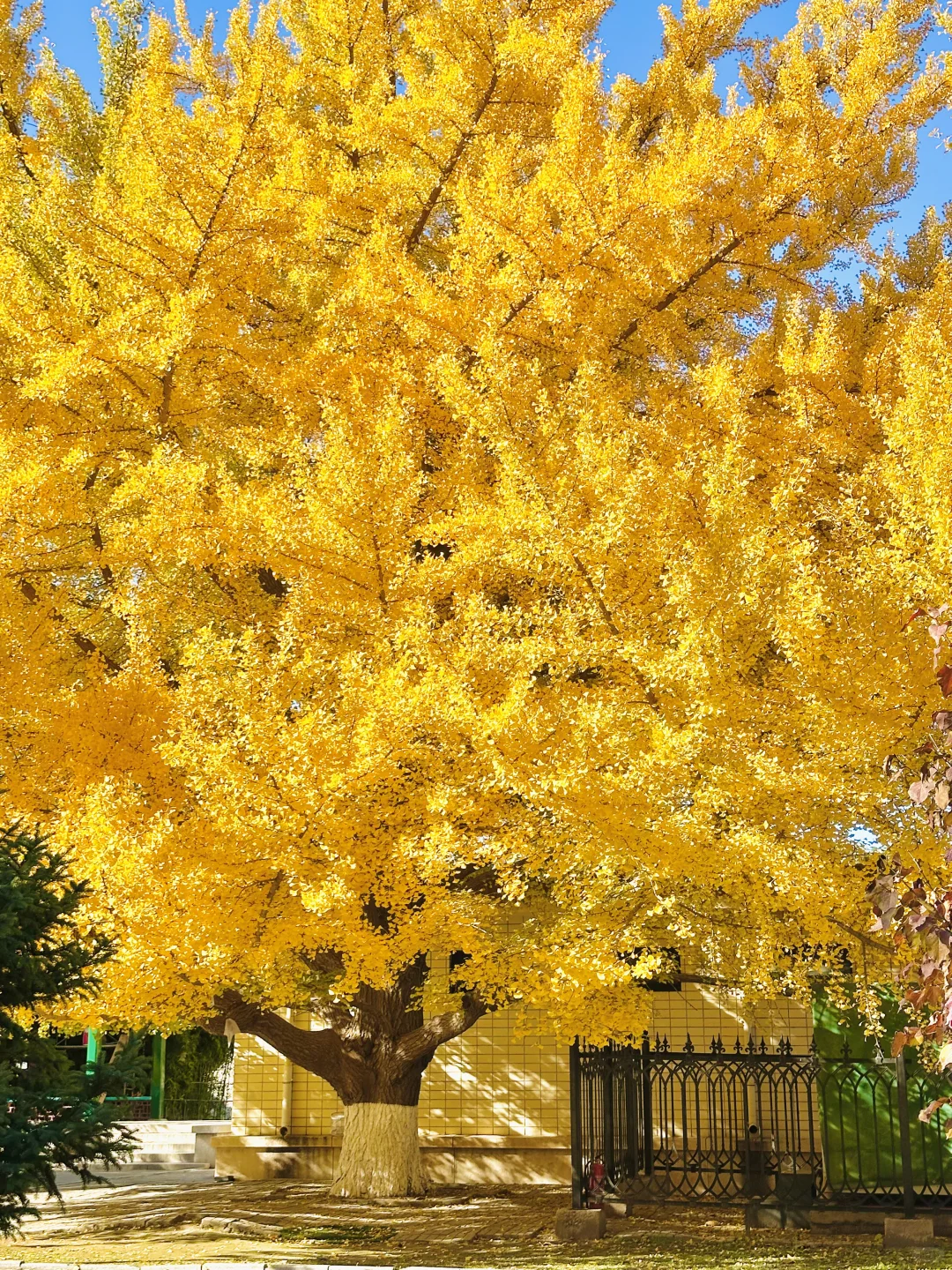 11.13实况｜天呐❗️农展馆银杏还美在巅峰‼️