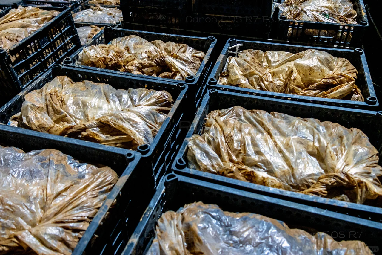 滑县牛屯镇：小鸭蛋做成大产业丨河南安阳