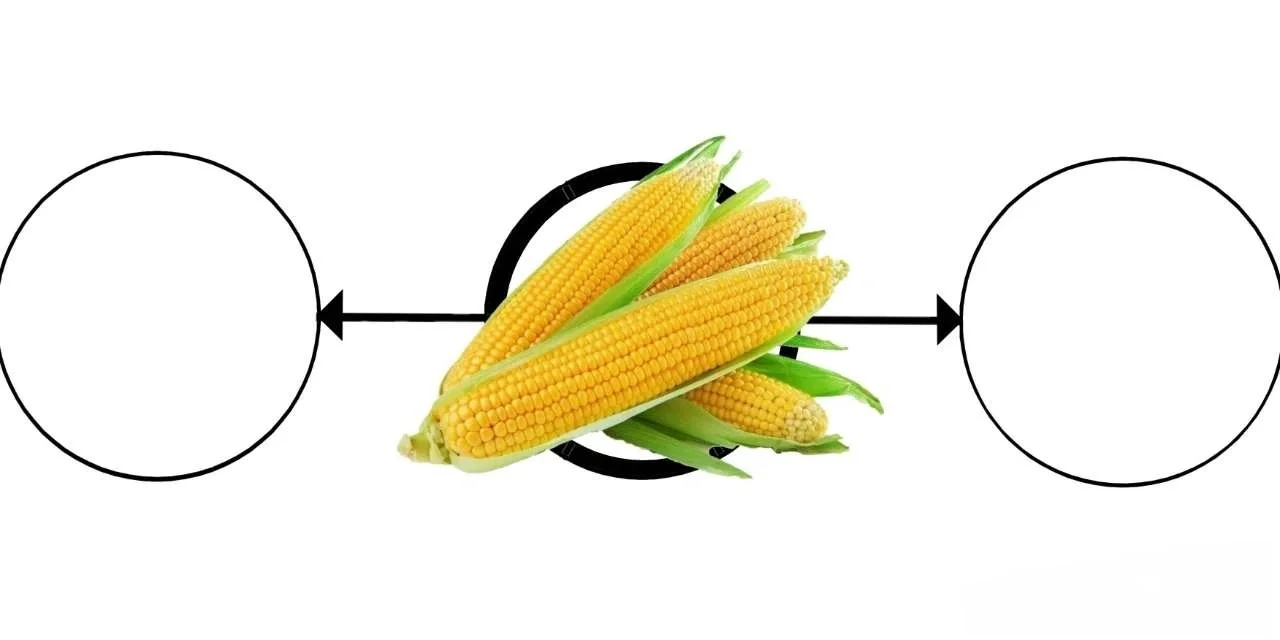 大班主题[丰收的季节]数学区（农作物加工）