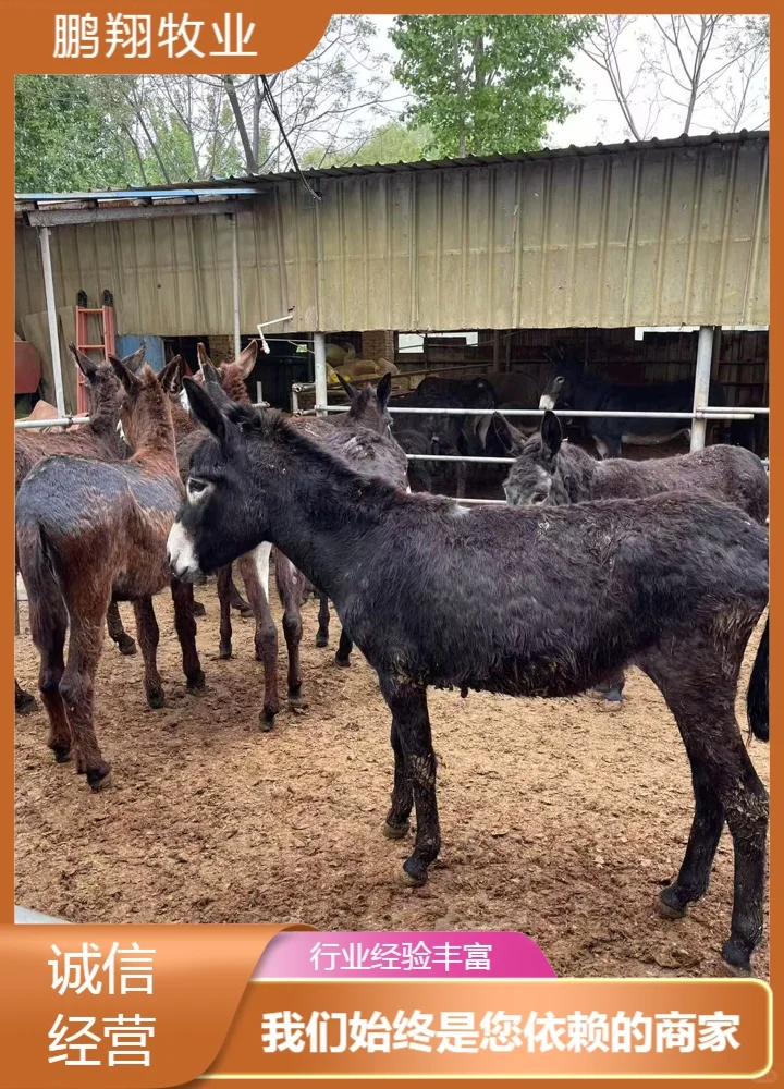 鹏翔牧业小毛驴