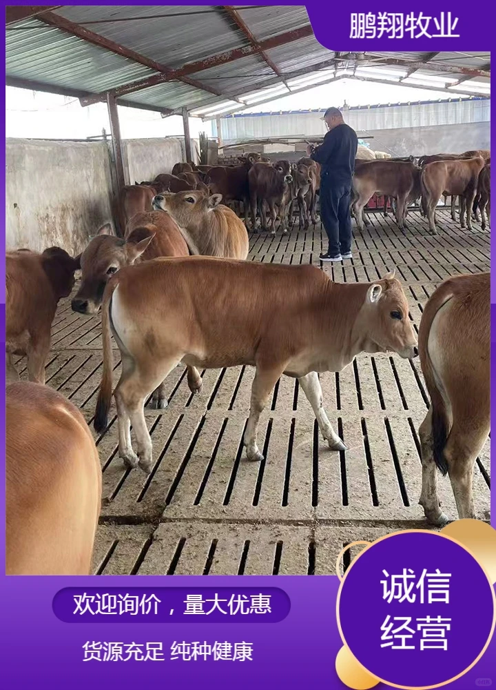 鹏翔牧业活牛