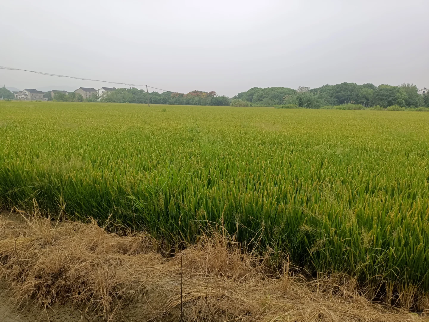 又是一个丰收年！