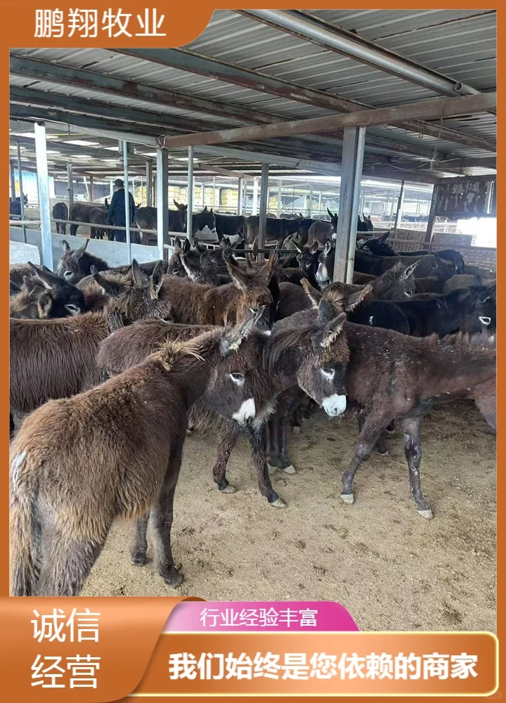 鹏翔牧业三粉驴