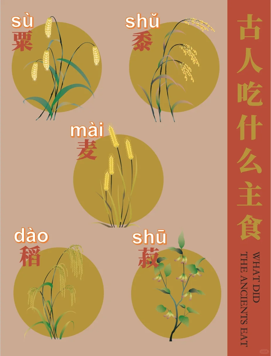 古人吃什么主食？粟、黍、麦、稻、菽！