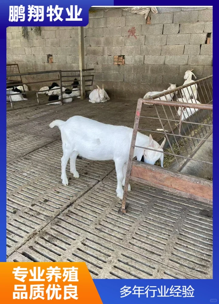 鹏翔牧业宠物羊