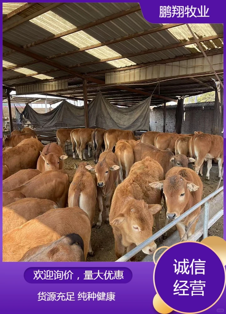鹏翔牧业小牛