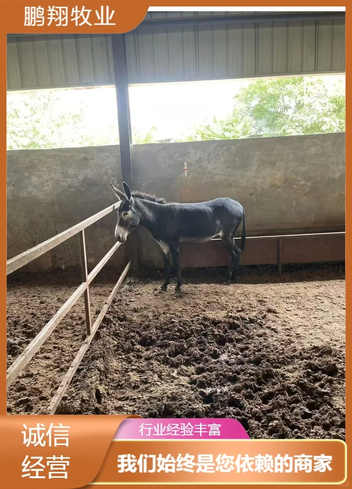 鹏翔牧业小毛驴