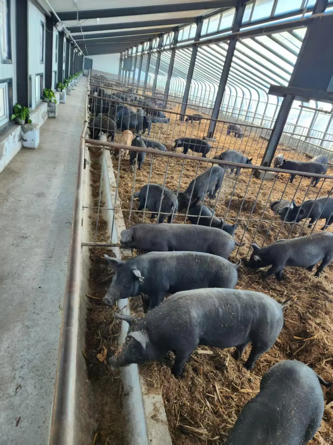 发酵床技术，真的能让你少走超多弯路！！！