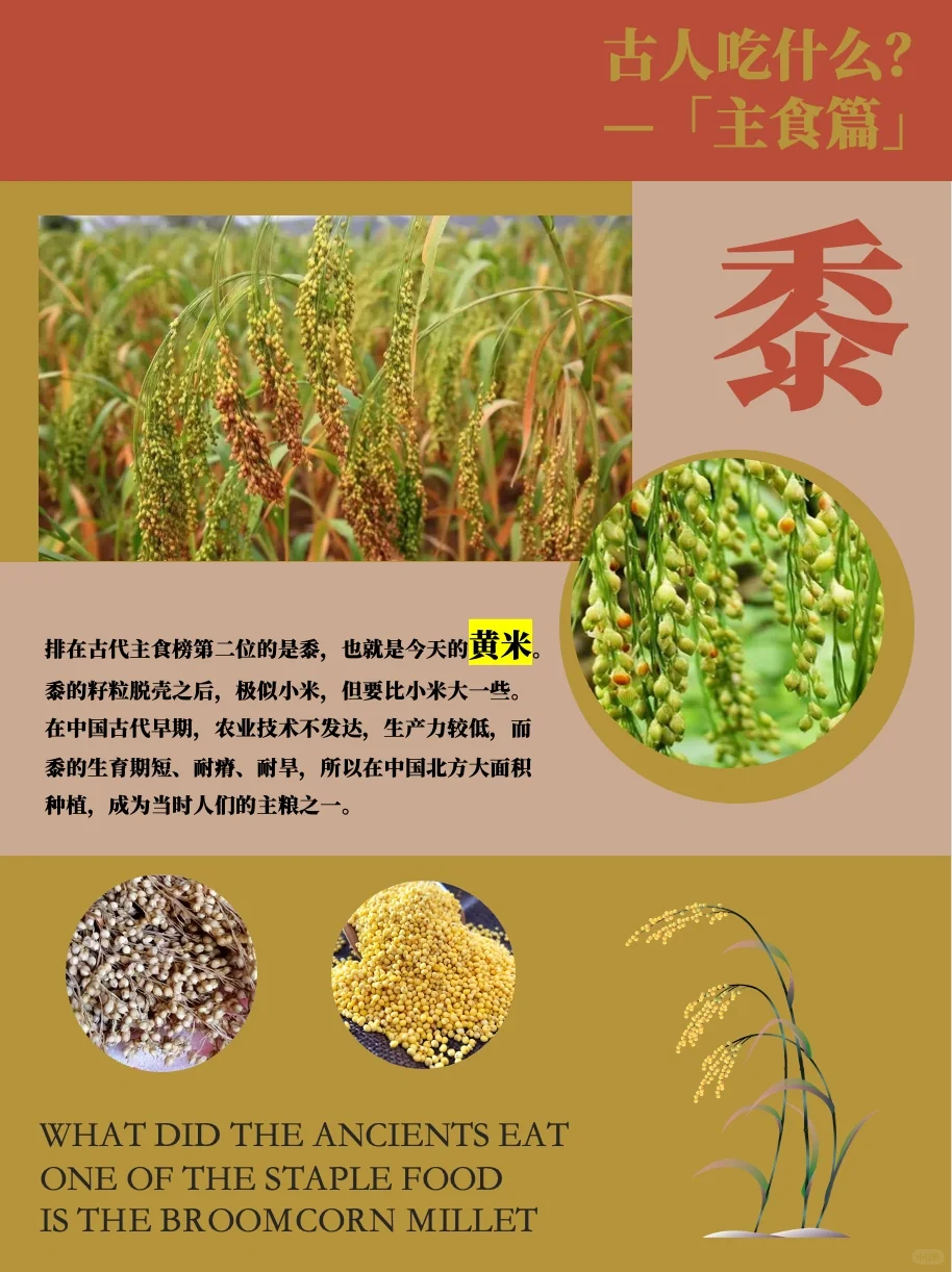 古人吃什么主食？粟、黍、麦、稻、菽！