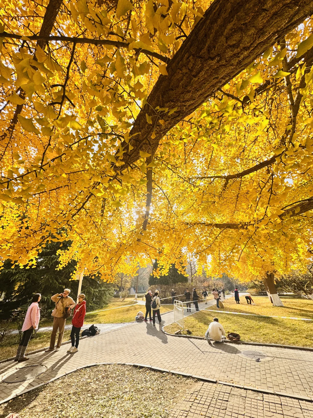 7级大风后❗️北京唯1️⃣幸存的银杏真神树!!!