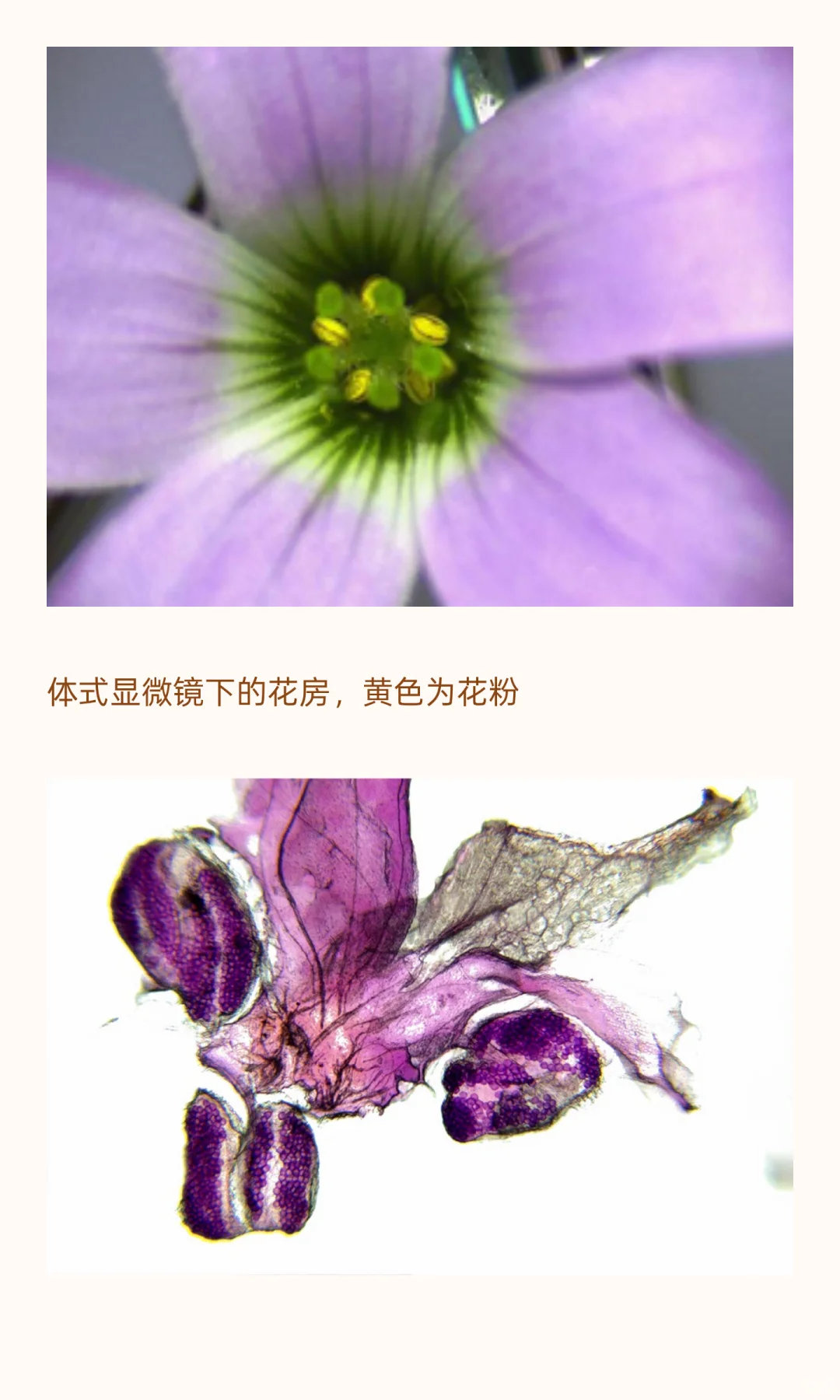 植物学研究用什么显微镜？