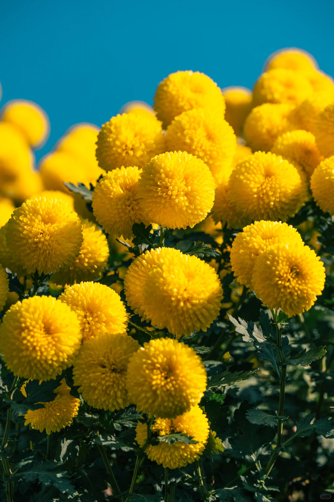 为什么非要去皖南，皖南到底有谁在啊？！