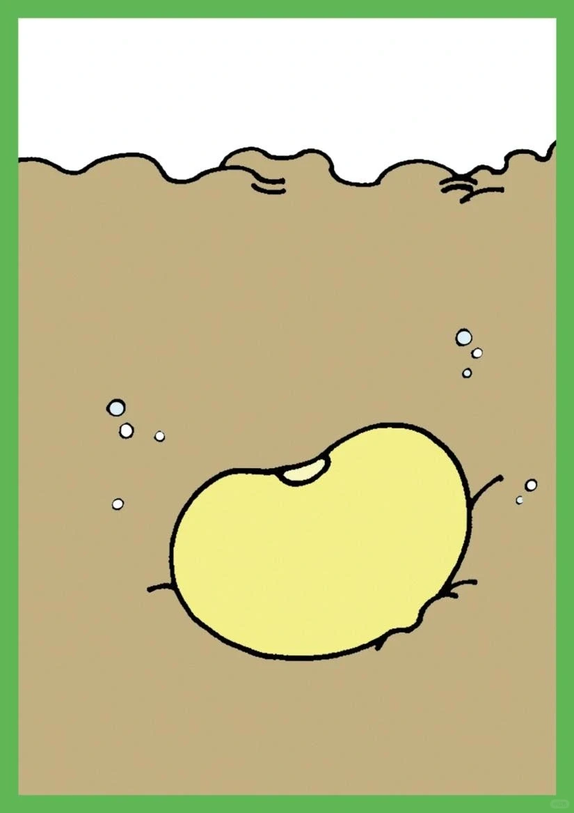 植物素材9-玉米、大豆成长周期序列卡