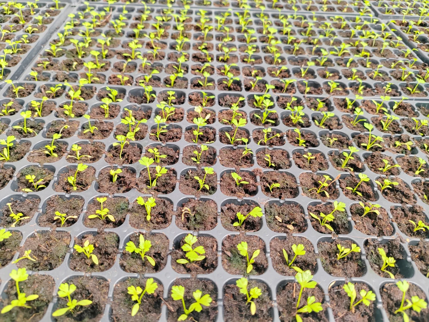智能温室工厂化育苗