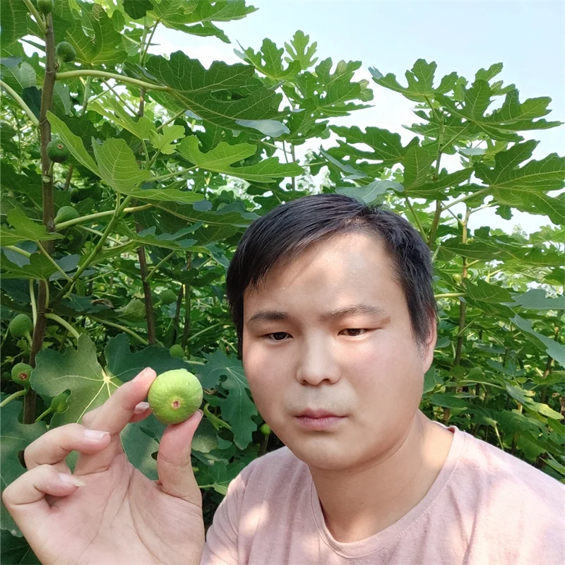 大棚香椿苗：探秘高端品种的种植效益