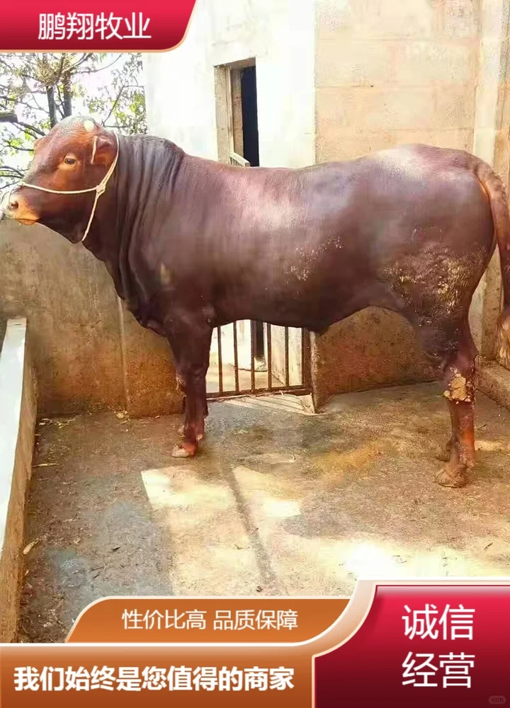 鹏翔牧业母牛
