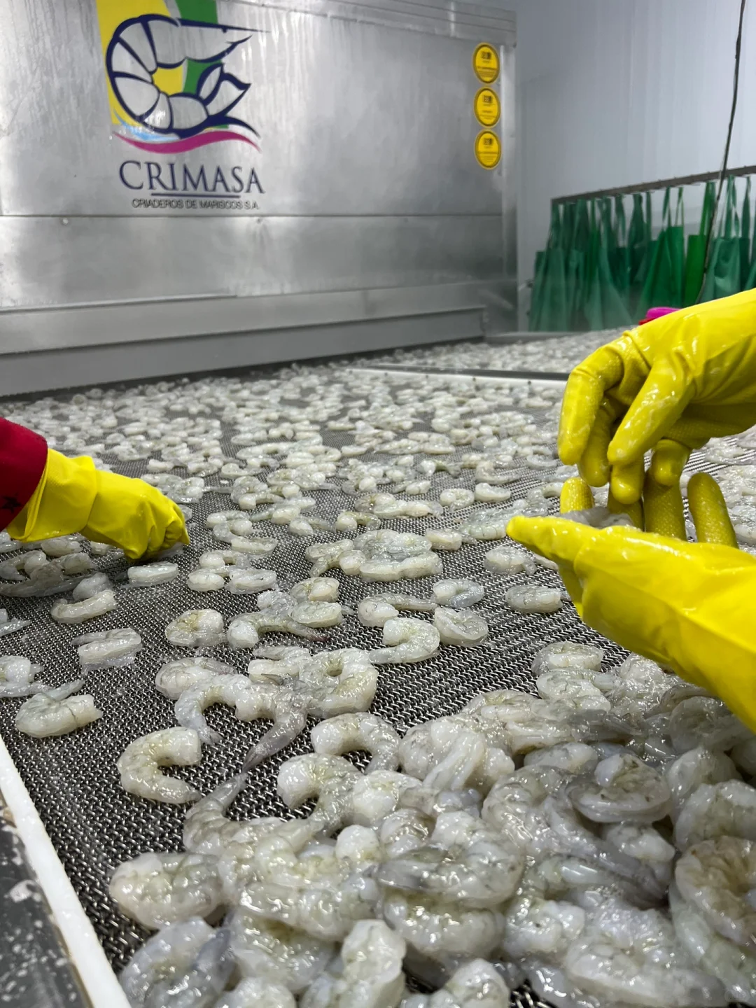 厄瓜多尔Crimasa对虾工厂考察