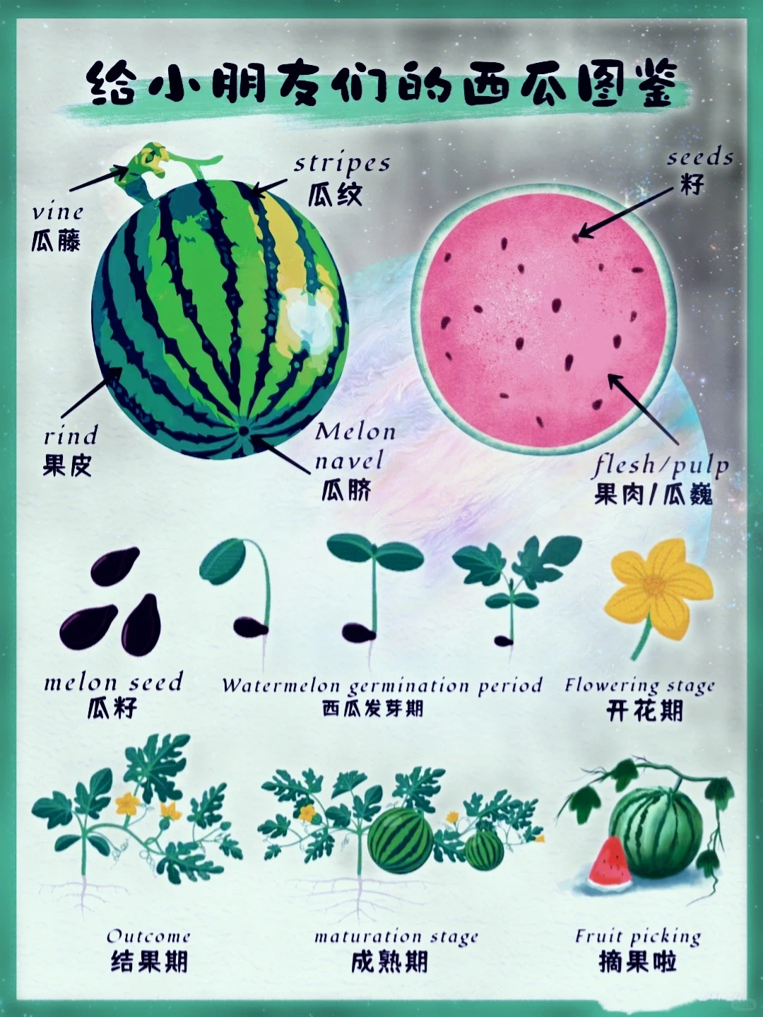 网文素材?常见农作物蔬菜生长周期?